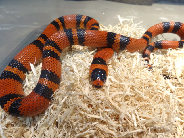 ホンジュランミルクスネーク(5)