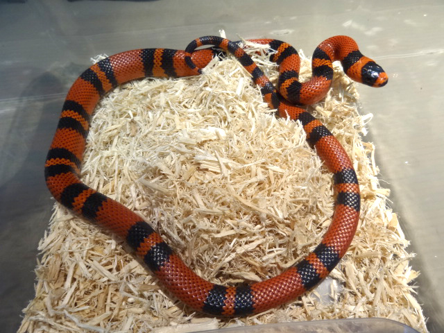 ホンジュランミルクスネーク(6)