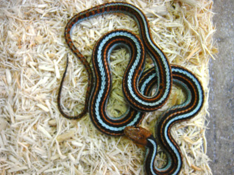 サンフランシスコガータースネーク(12)