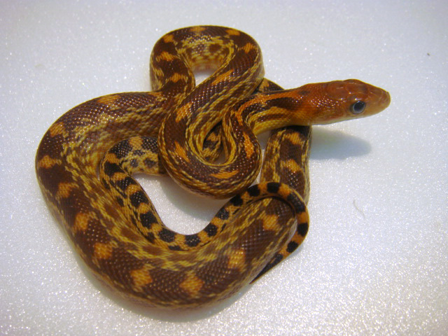 ケープゴファースネーク(1)