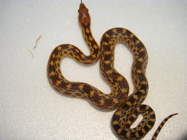 ケープゴファースネーク(3)