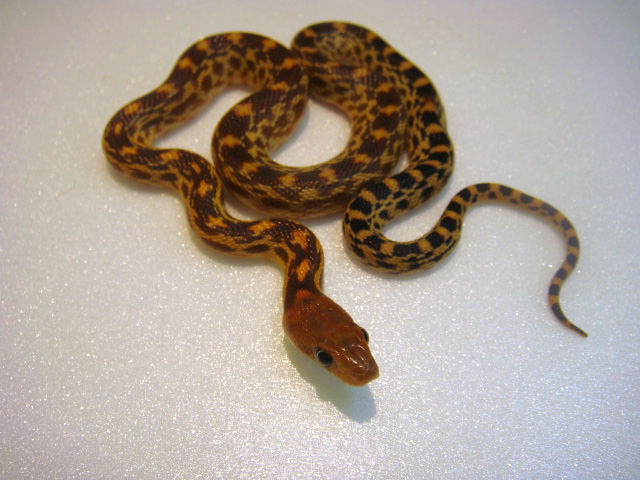 ケープゴファースネーク(4)