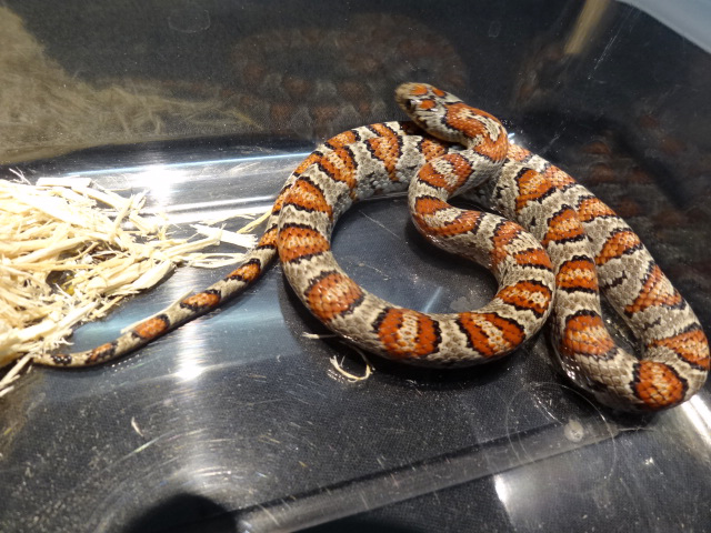 サンルイスポトシキングスネーク(1)