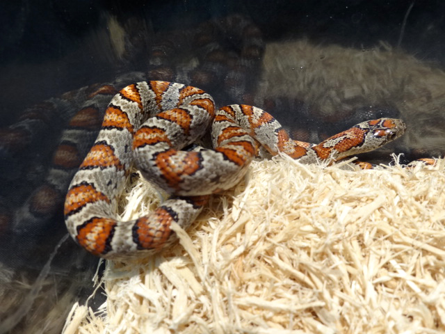 サンルイスポトシキングスネーク(2)