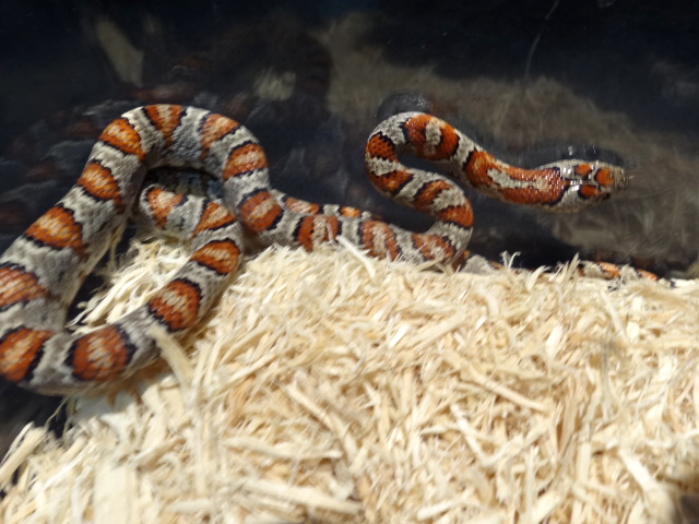 サンルイスポトシキングスネーク(3)