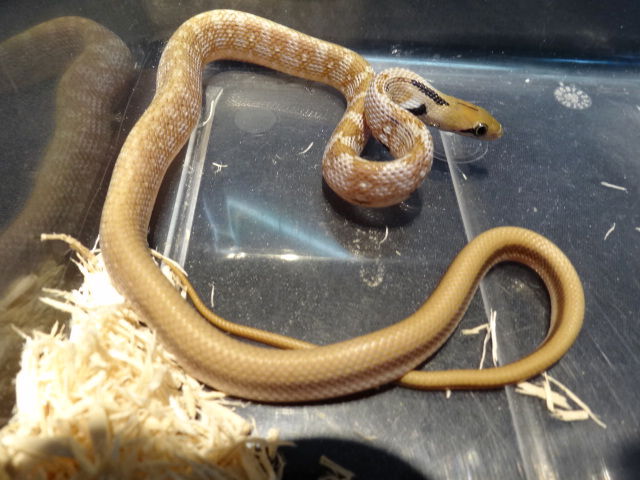トリンケットラットスネーク(1)