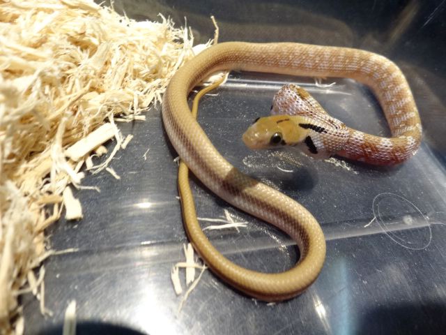 トリンケットラットスネーク(2)