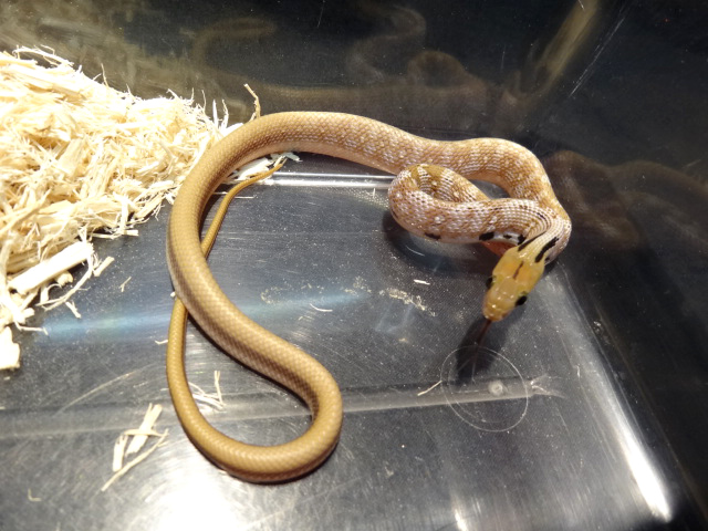 トリンケットラットスネーク(3)