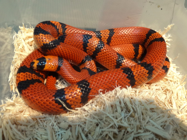 ホンジュランミルクスネーク(1)