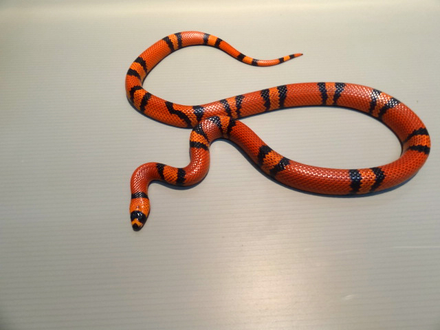 ホンジュランミルクスネーク(2)
