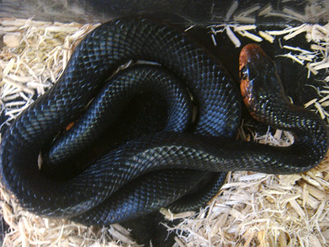 イースタンインディゴスネーク(5)