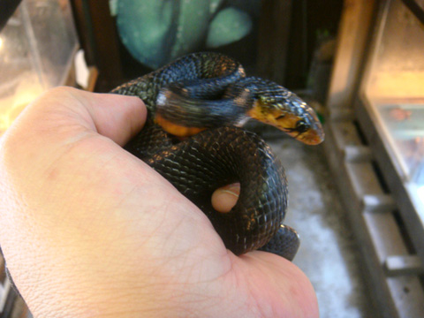 イースタンインディゴスネーク(7)