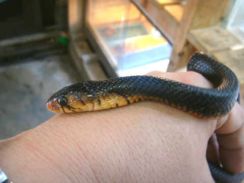 イースタンインディゴスネーク(8)