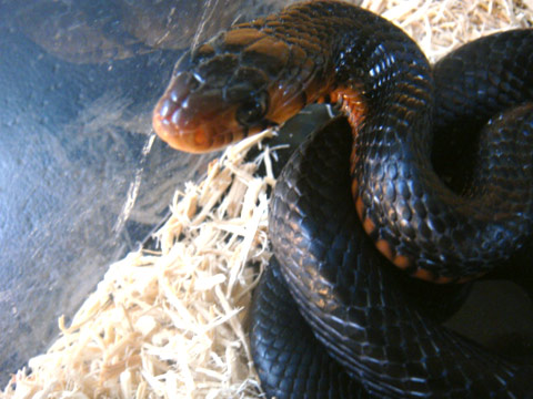 イースタンインディゴスネーク(6)