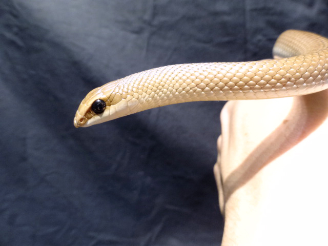 アカクチバシヘビ(1)