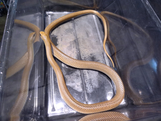 アカクチバシヘビ(2)