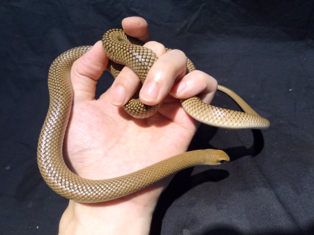 アカクチバシヘビ(3)