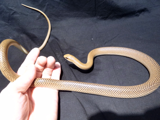 アカクチバシヘビ(4)