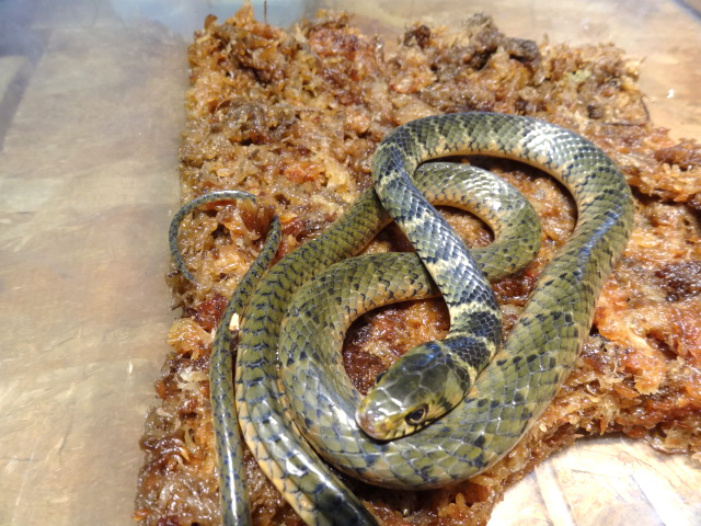 スミスグレイヘビ