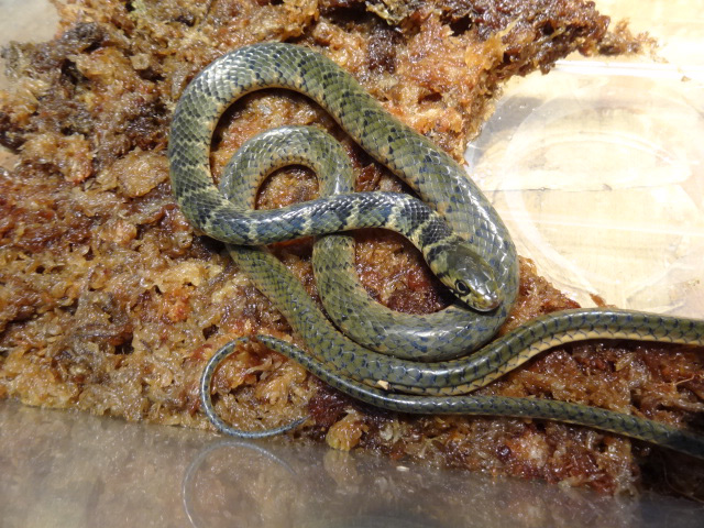 スミスグレイヘビ(2)
