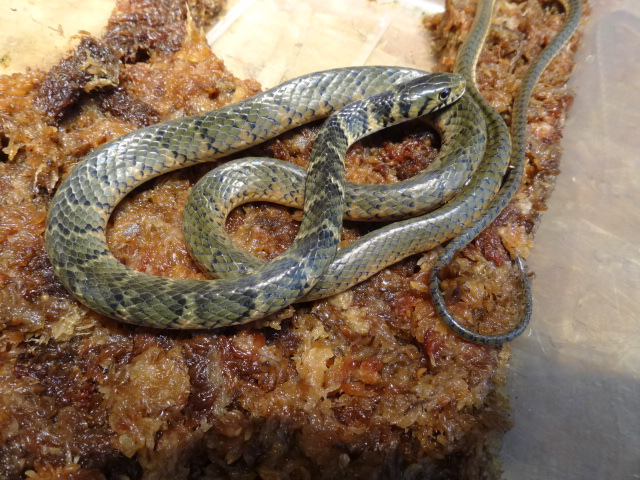 スミスグレイヘビ(3)
