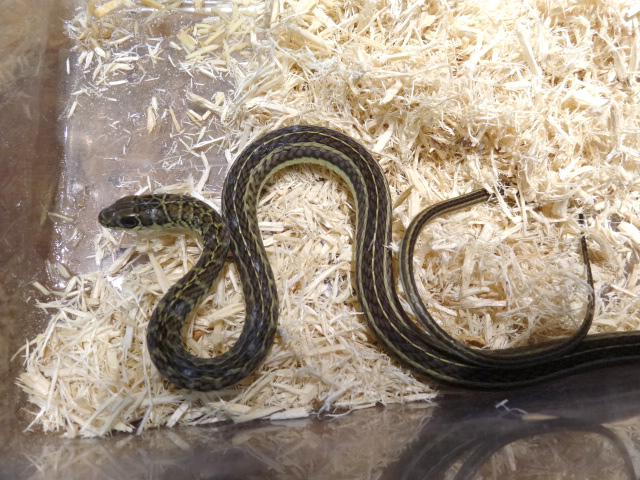 オリーブアレチヘビ(1)