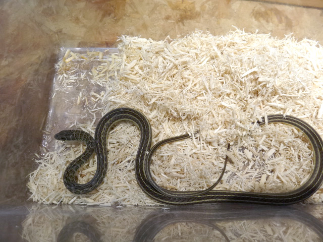 オリーブアレチヘビ(2)