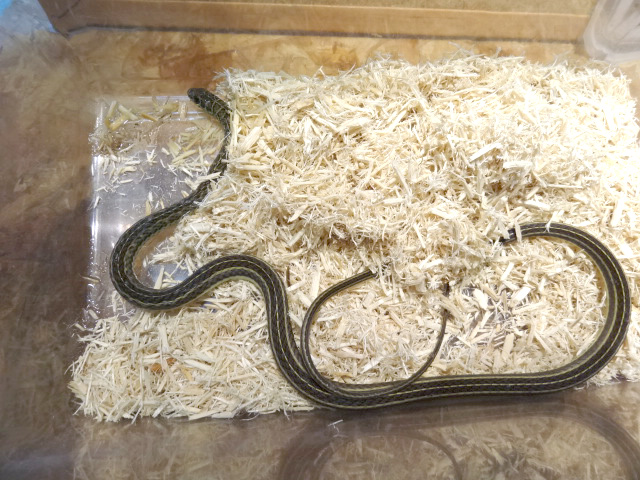 オリーブアレチヘビ(3)