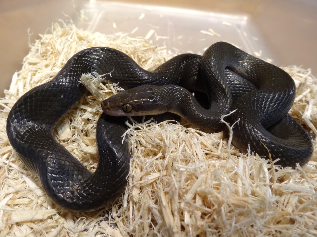 オリーブハウススネーク(1)