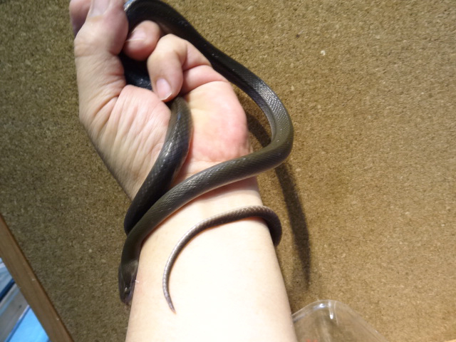 オリーブハウススネーク(3)