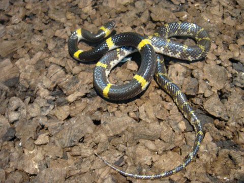 ラオスオオカミヘビ