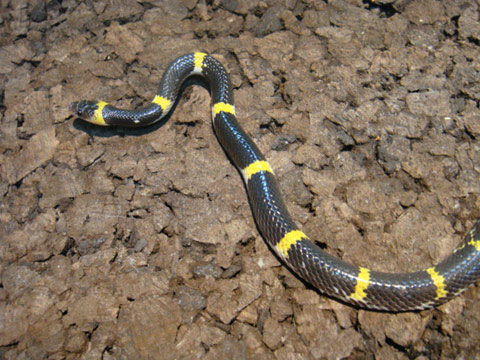 ラオスオオカミヘビ(2)