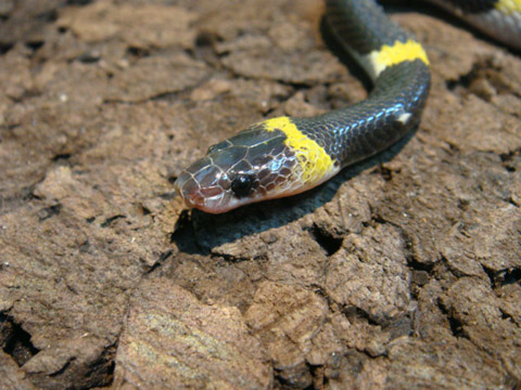 ラオスオオカミヘビ(3)