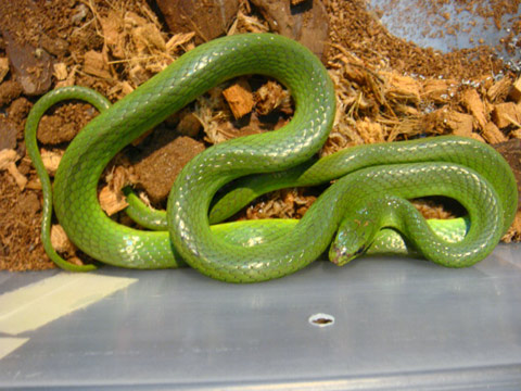 タイワンアオヘビ(1)