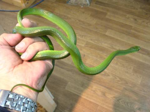 タイワンアオヘビ(2)