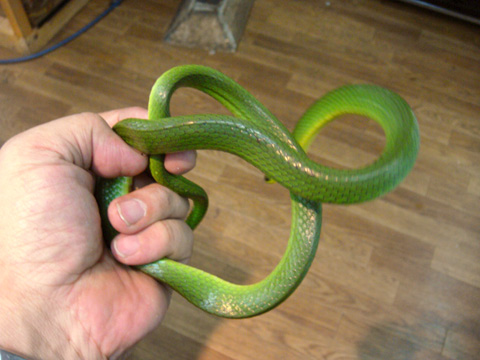 タイワンアオヘビ(3)