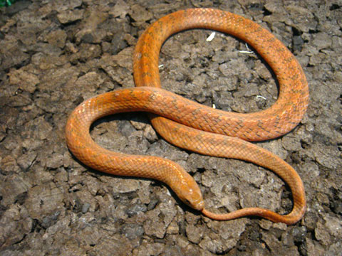 シナククリィヘビ(1)