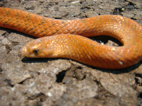 シナククリィヘビ(2)