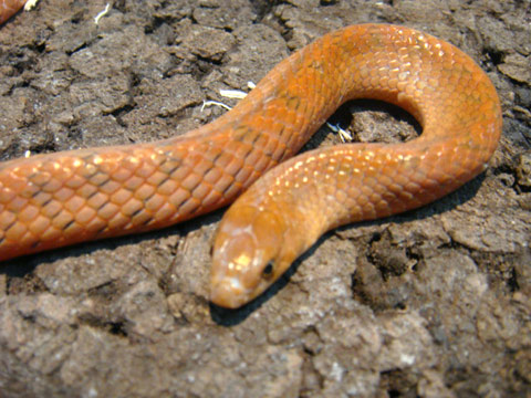 シナククリィヘビ(3)