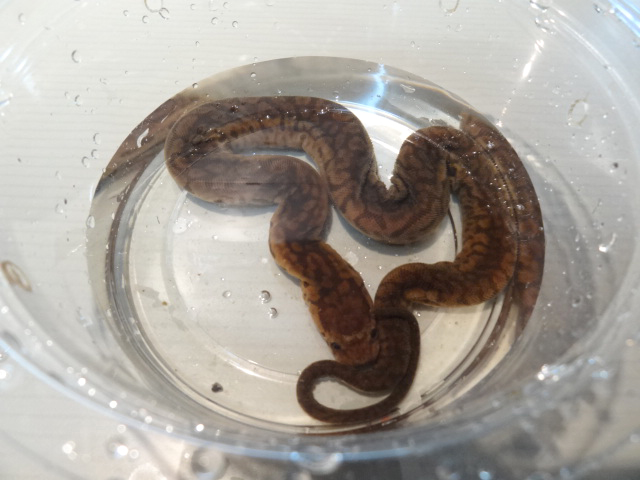 ジャワヤスリヘビ