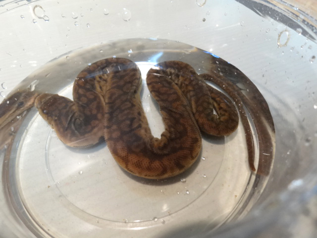 ジャワヤスリヘビ(2)