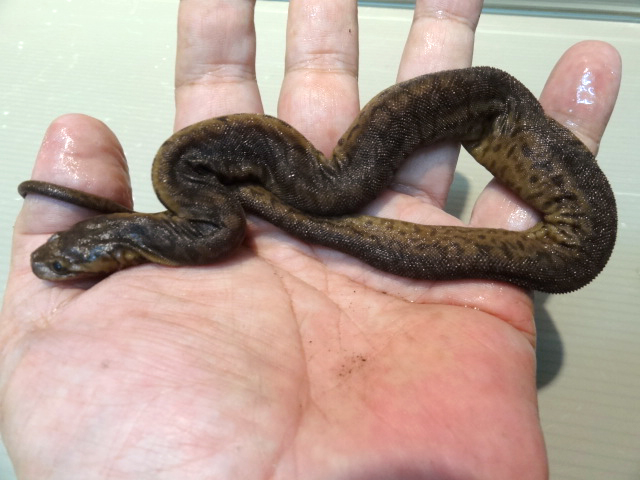 ジャワヤスリヘビ(3)