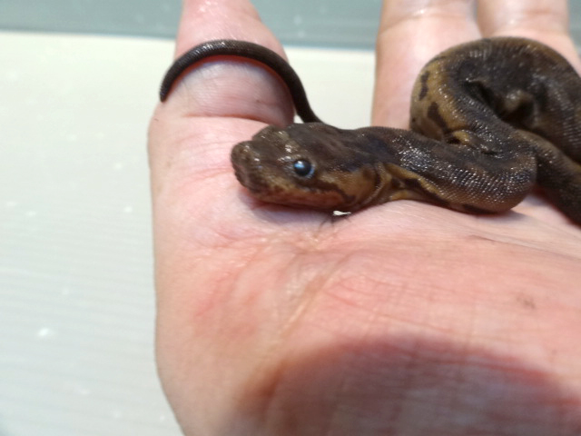 ジャワヤスリヘビ(4)