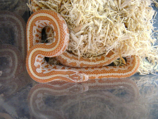 プレーリーキングスネーク(4)