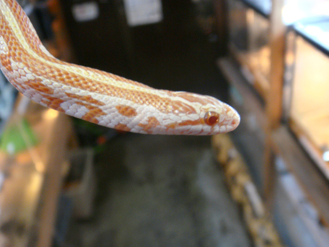 プレーリーキングスネーク(6)