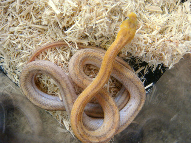 イエローラットスネーク(1)