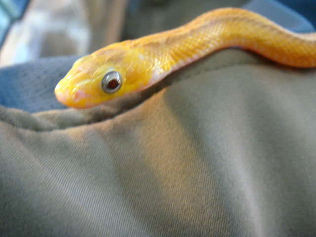 イエローラットスネーク(3)
