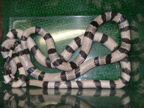 ホンジュランミルクスネーク(12)