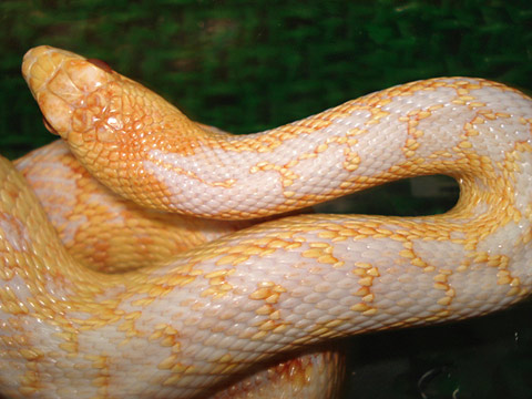 ブルスネーク(10)