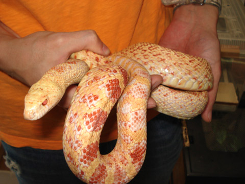 ブルスネーク(11)